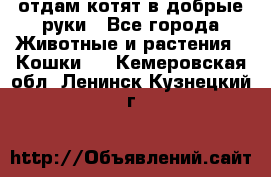 отдам котят в добрые руки - Все города Животные и растения » Кошки   . Кемеровская обл.,Ленинск-Кузнецкий г.